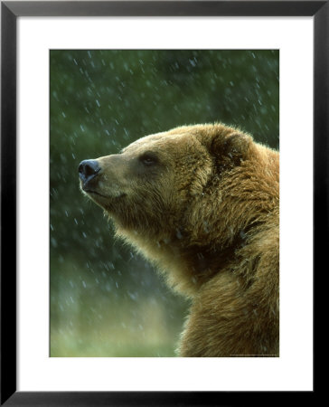 Grizzly Bear, Ursus Horribilis, Yelllowstone National Park, Usa by Mark Hamblin Pricing Limited Edition Print image