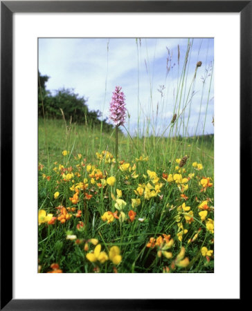 Common Birds-Foot Trefoil, Flowers, Uk by Ian West Pricing Limited Edition Print image