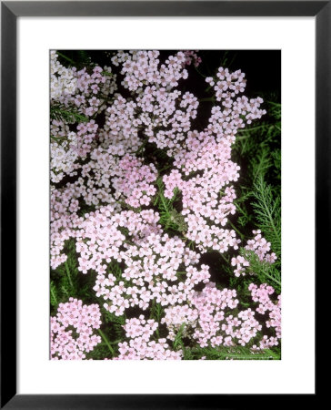 Achillea Apple Blossom (Yarrow) by Mark Bolton Pricing Limited Edition Print image
