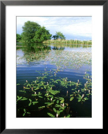 Amphibious Bistort In Pond, Bavaria by Berndt Fischer Pricing Limited Edition Print image