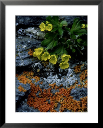 Yellow Arctic Whitlow-Grass, Svalbard, Arctic by Patricio Robles Gil Pricing Limited Edition Print image
