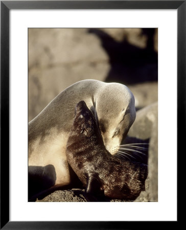 Galapagos Sea Lion, Punta Suarez, Galapagos by Mark Jones Pricing Limited Edition Print image