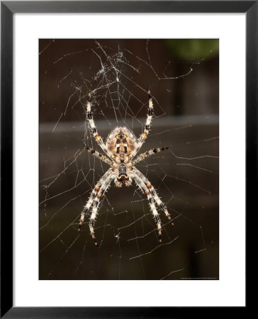 Garden Spider On Web From Below, Middlesex, Uk by O'toole Peter Pricing Limited Edition Print image