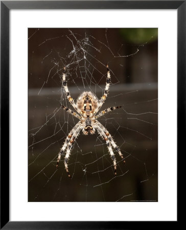 Garden Spider On Web From Below, Middlesex, Uk by O'toole Peter Pricing Limited Edition Print image