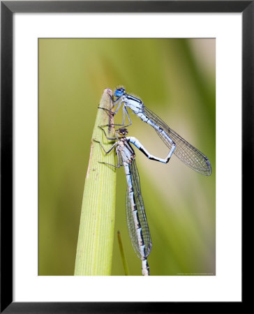Common Damselfly, Male And Female Pre Wheel Position, Uk by Mike Powles Pricing Limited Edition Print image