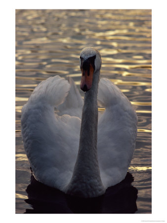 A Swan by Sisse Brimberg Pricing Limited Edition Print image