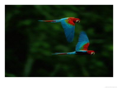 A Mated Pair Of Red-And-Green Macaws Soar Above The Forest by Joel Sartore Pricing Limited Edition Print image
