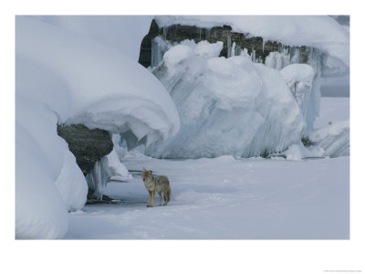 Coyote Standing On The Ice Of Yellowstone Lake by Norbert Rosing Pricing Limited Edition Print image