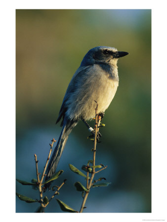 Florida Scrub Jay (Aphelocama Coerulescens Coerulescens), Banded For Identification by Joel Sartore Pricing Limited Edition Print image