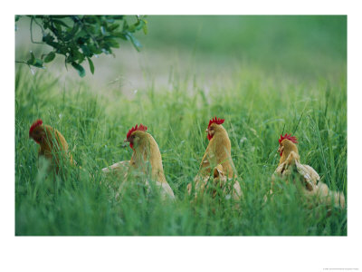 Four Buff Orpington Hens In Tall Grass by Joel Sartore Pricing Limited Edition Print image