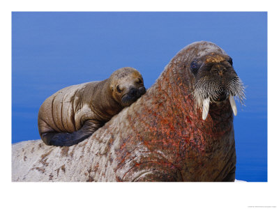An Atlantic Walrus Pup Rests On Its Mother by Paul Nicklen Pricing Limited Edition Print image