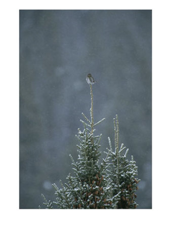 A Pygmy Owl Perched In The Top Of An Evergreen Tree In A Snow Storm by Tom Murphy Pricing Limited Edition Print image