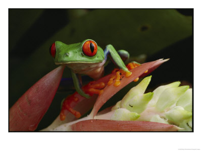 Red-Eyed Tree Frog In Costa Rica by Michael Nichols Pricing Limited Edition Print image