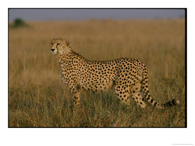 African Cheetah Standing In The Grass by Michael Nichols Pricing Limited Edition Print image