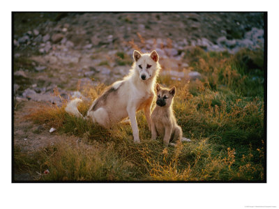 Husky With Young by George F. Mobley Pricing Limited Edition Print image