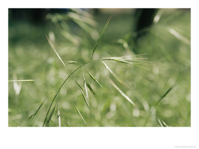 A Close View Of A Seeding Barley Grass Stalk by Jason Edwards Pricing Limited Edition Print image