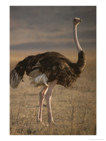 Portrait Of An Ostrich In Tanzania by Peter Carsten Pricing Limited Edition Print image