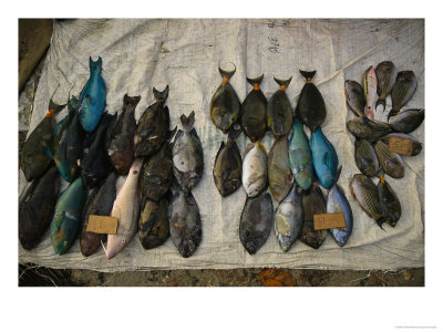 An Array Of Fish Are Spread Out For Sale On A White Cloth by Ira Block Pricing Limited Edition Print image