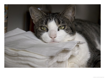 Cat Sleepily Rests Its Chin On A Stack Of Napkins by Cotton Coulson Pricing Limited Edition Print image