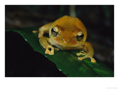 Golden Colored Frog Sitting On A Leaf by Tim Laman Pricing Limited Edition Print image