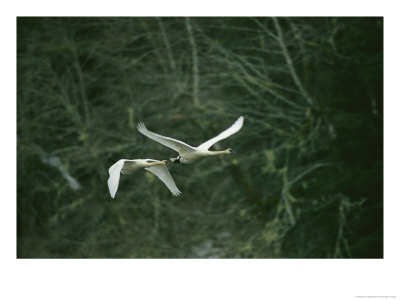 Pair Of Trumpeter Swans In Flight by Klaus Nigge Pricing Limited Edition Print image