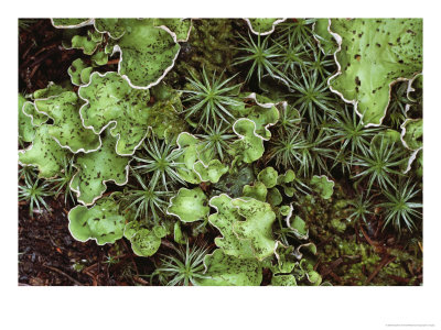 A Close View Of Freckle-Pelt Lichens And Star-Shaped Mosses by Stephen Sharnoff Pricing Limited Edition Print image