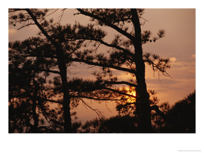 Silhouetted Pitch Pine Needles At Sunset by Raymond Gehman Pricing Limited Edition Print image