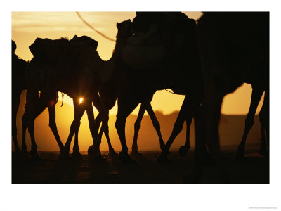 Caravan Of Camels Walking Against Backdrop Of Sahara Sunset by Peter Carsten Pricing Limited Edition Print image