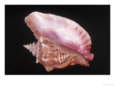 Conch Shell by Bill Keefrey Pricing Limited Edition Print image