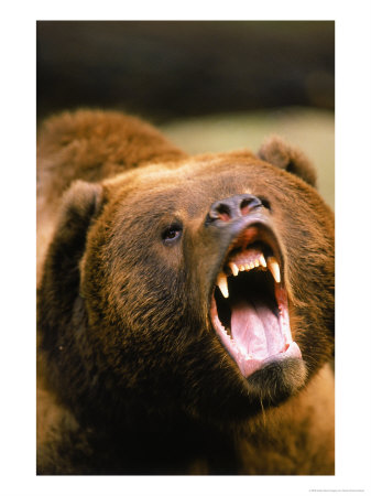 Roaring Grizzly Bear by Stuart Westmoreland Pricing Limited Edition Print image