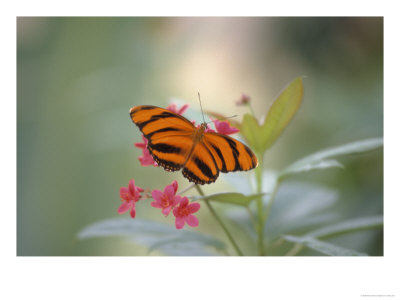 Close-Up Of Butterfly, St. Croix, Vi by Ed Lallo Pricing Limited Edition Print image