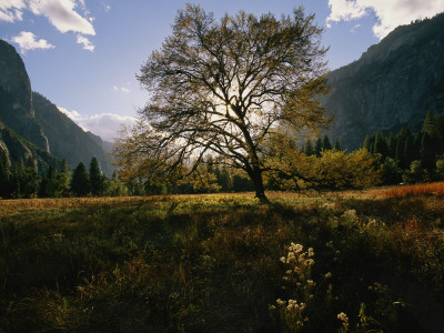 View Of A Meadow In Yosemite National Park by Melissa Farlow Pricing Limited Edition Print image
