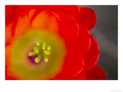 Close View Of A Claret Cup Cactus Flower by Raul Touzon Pricing Limited Edition Print image