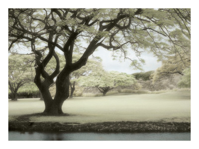 Soft Light by Dianne Poinski Pricing Limited Edition Print image