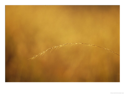 A Delicate Blade Of Wire Grass by Jason Edwards Pricing Limited Edition Print image