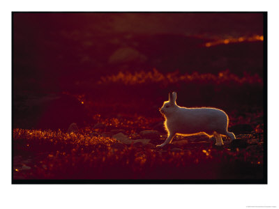A Snowshoe Hare Outlined In Evening Sunlight by Norbert Rosing Pricing Limited Edition Print image