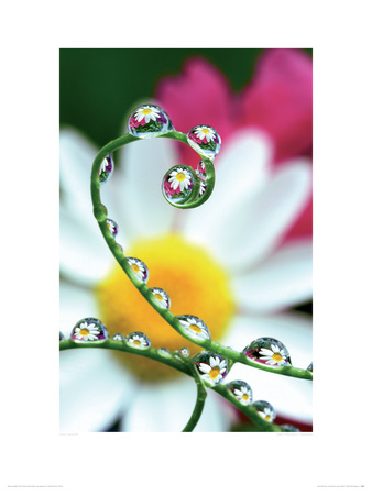 Daisy Reflections In Dewdrops by Steve Satushek Pricing Limited Edition Print image