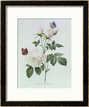 Rosa Bengale The Hymenes by Pierre-Joseph Redoute Pricing Limited Edition Print image