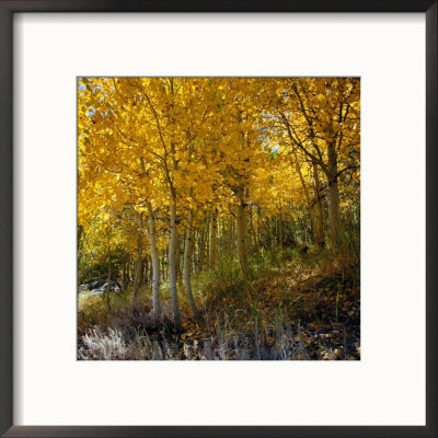Golden Aspen Trees Near Silver Lake, Sierra Nevada Mountains, Silver Lake, Usa by Wes Walker Pricing Limited Edition Print image