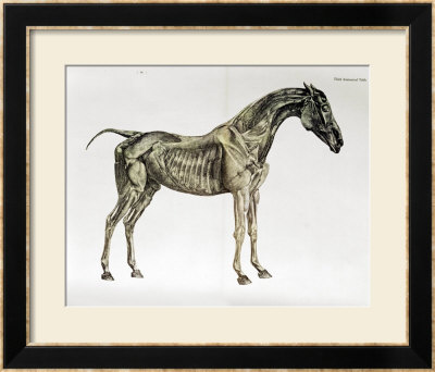 Third Anatomical Table, From The Anatomy Of The Horse by George Stubbs Pricing Limited Edition Print image