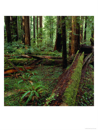 Redwood Trees, Ferns And Sorrell, Humboldt Redwoods State Park, Usa by Wes Walker Pricing Limited Edition Print image