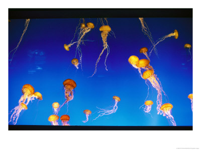 Jellyfish Exhibit At The Montery Bay Aquarium by Phil Schermeister Pricing Limited Edition Print image