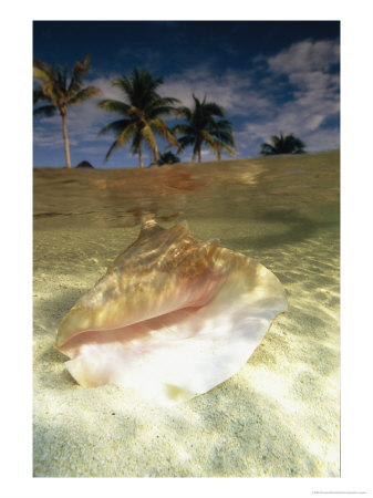 A Conch Shell Rests Beneath The Clear Waters Of The Gulf Of Mexico by Michael Melford Pricing Limited Edition Print image