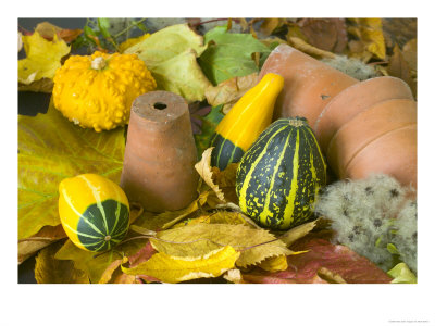 An Arrangement Of Gourds, Terracotta Pots And Autumn Leaves by Mark Bolton Pricing Limited Edition Print image