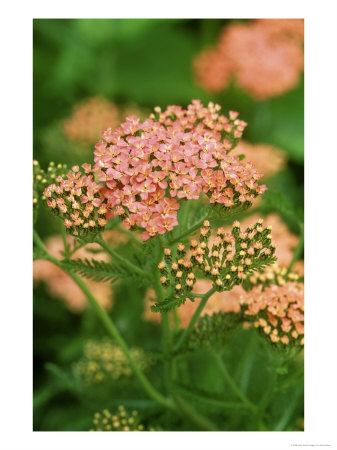 Yarrow by Mark Bolton Pricing Limited Edition Print image