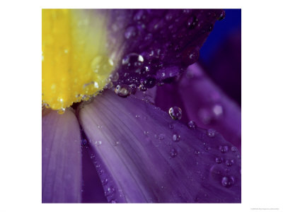 Extreme Close-Up Of Water Droplets On Blue Iris Flower by James Guilliam Pricing Limited Edition Print image