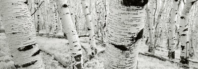 Dixie National Forest, Utah, Usa by Helmut Hirler Pricing Limited Edition Print image
