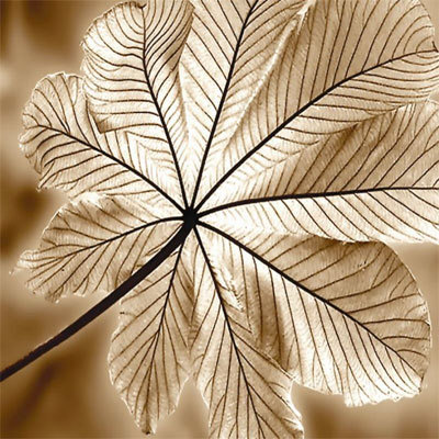Autumn Leaf I by Steven Mitchell Pricing Limited Edition Print image