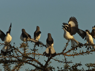 Grey Headed Bush Shrikes, Malaconotus Blanchoti, Perched In A Tree by Beverly Joubert Pricing Limited Edition Print image