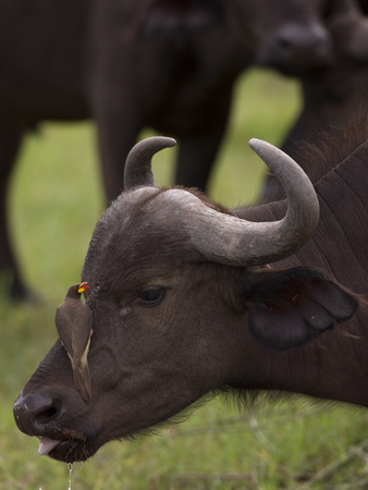 Red Billed Oxpecker, On An African Buffalo's Head by Beverly Joubert Pricing Limited Edition Print image